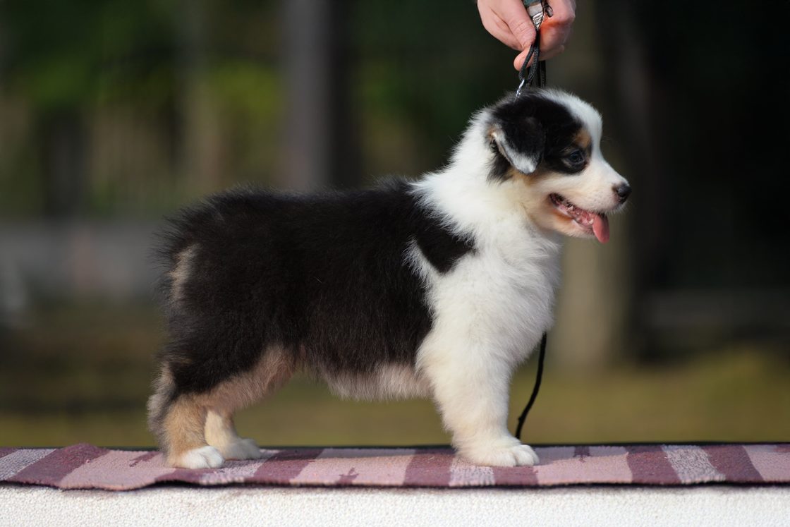 SILVER DREAM AUSSIE’S INCREDIBLE JOURNEY